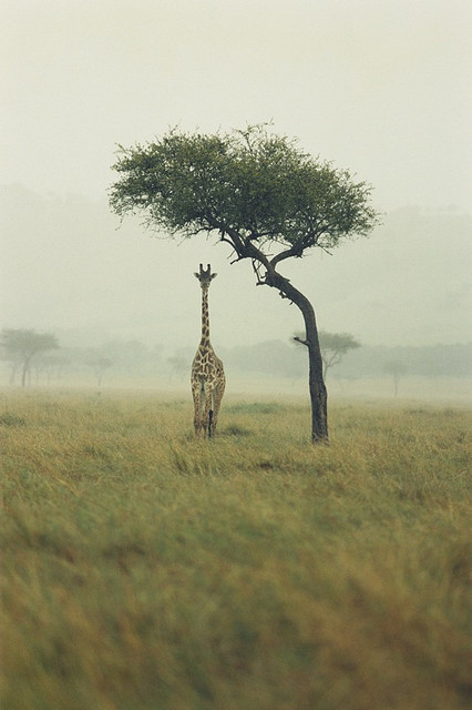 Giraffe by Ichigo Sugawara
